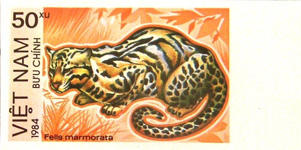 Marbled Cat (Felis marmorata) - Imperforated