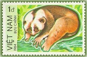 Sunda Slow Loris (Nycticebus coucang)