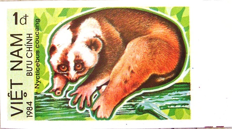 Sunda Slow Loris (Nycticebus coucang) - Imperforated