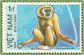 Lar Gibbon (Hylobates lar)