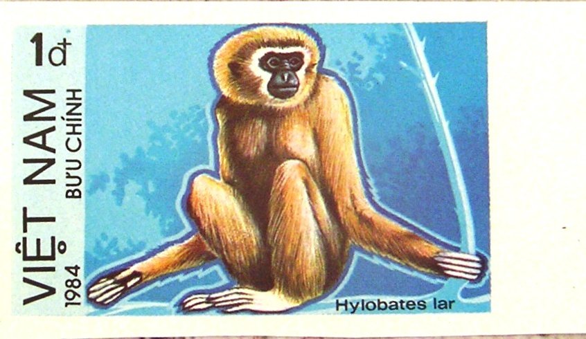 Lar Gibbon (Hylobates lar) - Imperforated