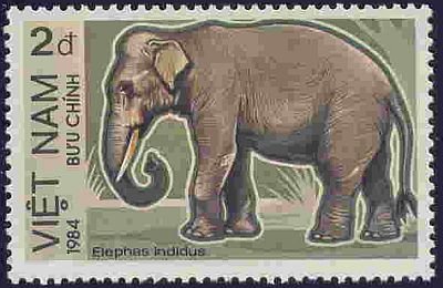 Asian Elephant (Elephas maximus)
