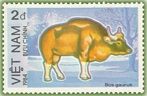 Gaur (Bos gaurus)