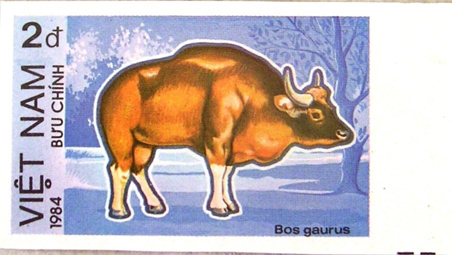 Gaur (Bos gaurus) - Imperforated