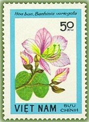 Stamp, Orchid Tree (Bauhinia variegata), Vietnam,  , Flowers, Plants (Flora)
