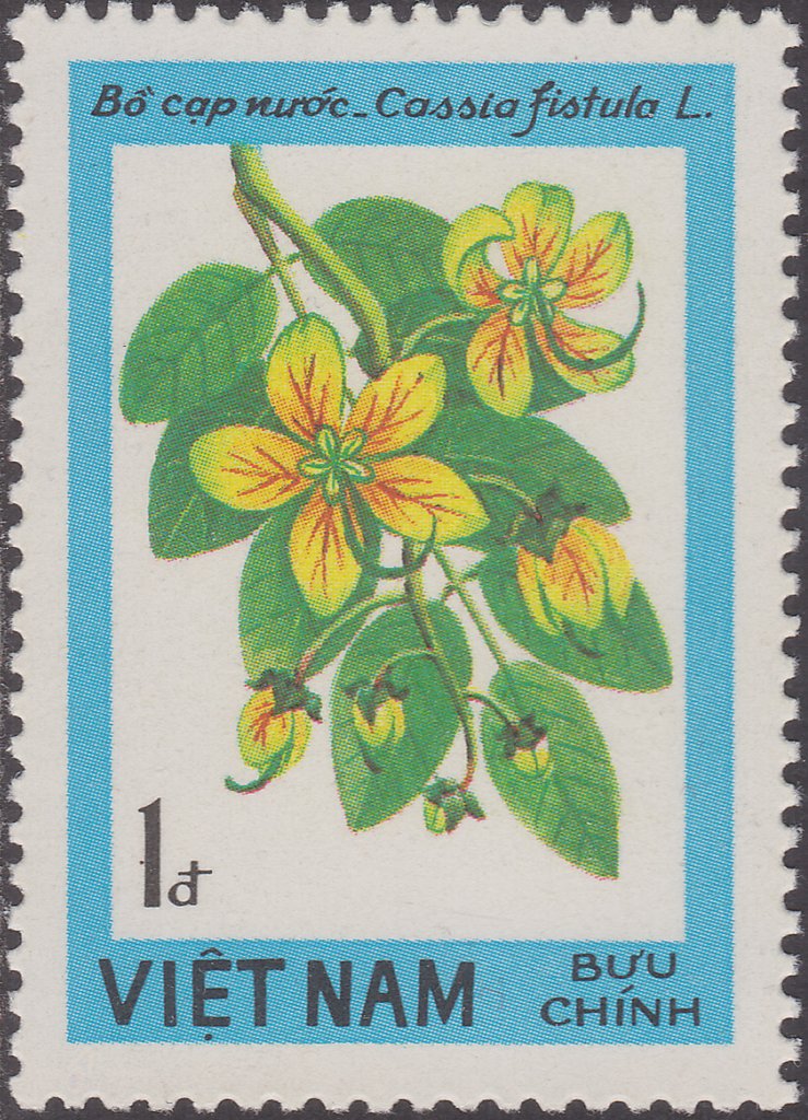 Cassia fistula L.