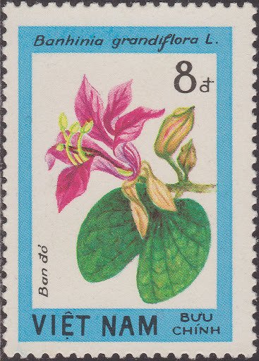 Banhinia grandiflora