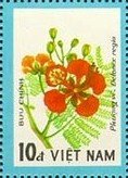 Flamboyant (Delonix regia)