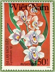 Cymbidium sp