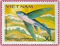 Flying fish (Cypselurus spilopterus)
