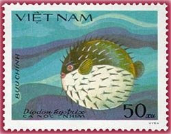 Spot-fin Porcupinefish (Diodon hystrix)