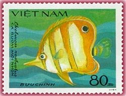 Copperband Butterflyfish (Chelmon rostratus)