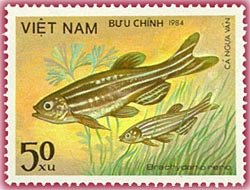 Zebrafish (Brachydanio rerio)