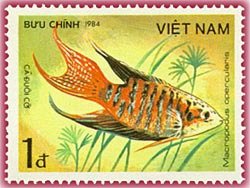 Paradise Gourami (Macropodus opercularis)