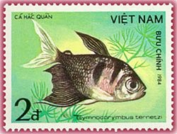 Black Widow Tetra (Gymnocorymbus ternetzi)