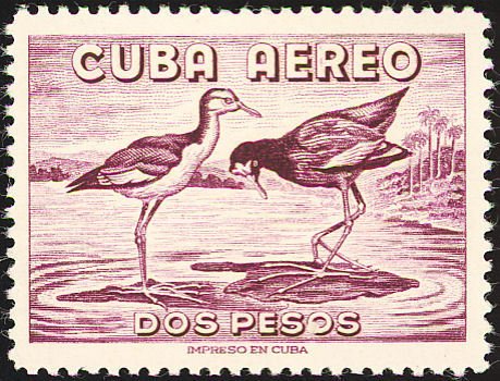 Middle American Jacana (Jacana spinosa) 