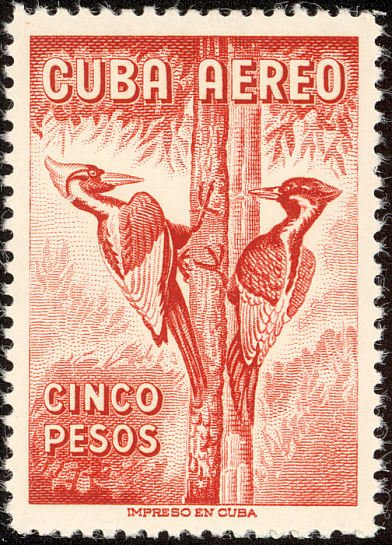 Ivory-billed Woodpecker (Campephilus principalis) 
