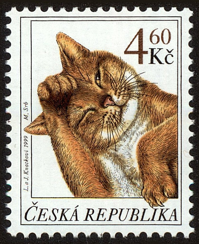 Domestic Cat (Felis silvestris catus)