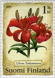 Candlestick Lily