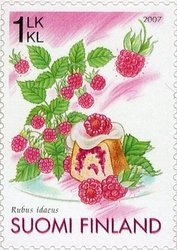 Raspberry (Rubus idaeus)