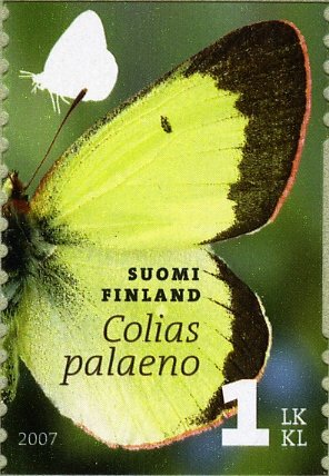 Moorland Clouded Yellow (Colias palaeno)