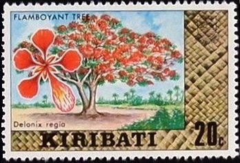 Flamboyent Tree