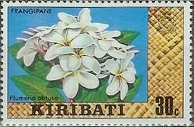Frangipani Blossoms