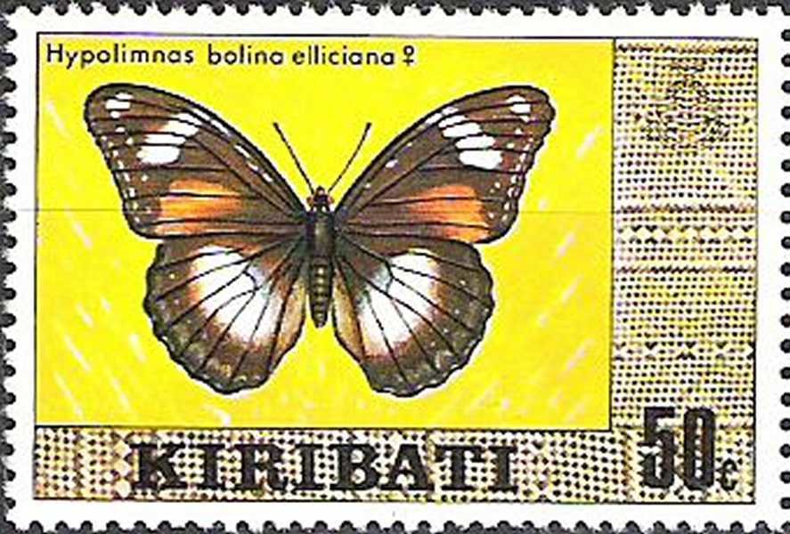 Danaid Eggfly (Hypolimnas bolina ssp.elliciana)