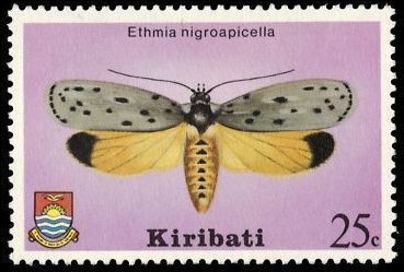 Kou Leafworm (Ethmia nigroapicella)