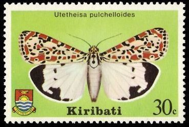 Heliotrope Moth (Utetheisa pulchelloides)
