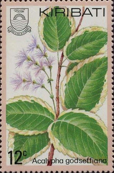Acalypha Godseffiana