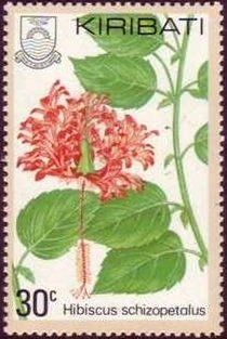 Hibiscus schizopetalus