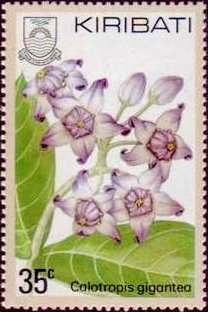 Calotropis gigantea
