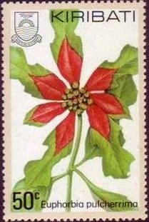 Euphorbia pulcherrima