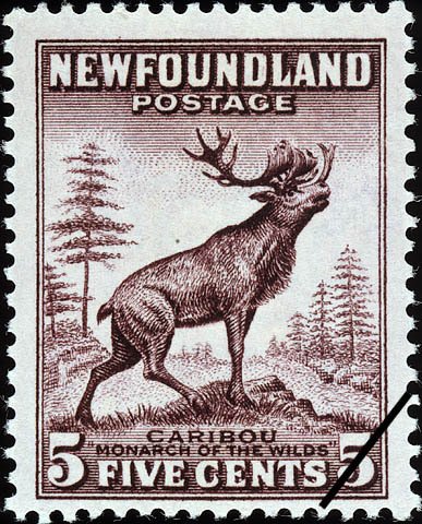 Red Deer (Cervus elaphus)