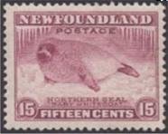 Harp Seal (Phoca groenlandica) - juvenile
