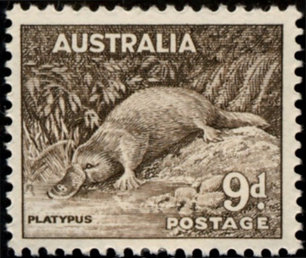 Platypus (Ornithorhynchus anatinus)