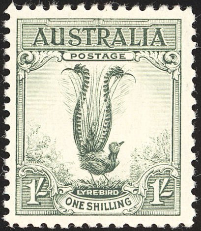 Superb Lyrebird (Menura novaehollandiae)