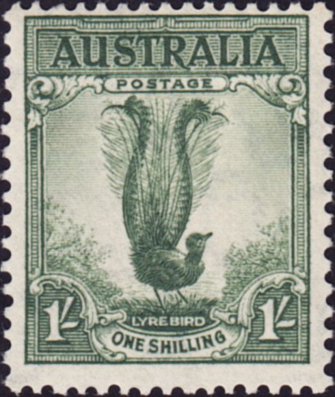 Superb Lyrebird (Menura novaehollandiae)