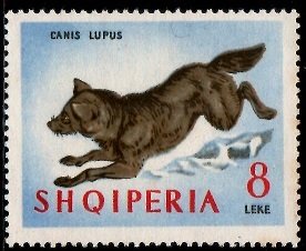 Wolf (Canis lupus)