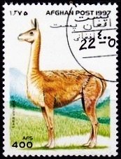 Vicuna (Lama vicugna)
