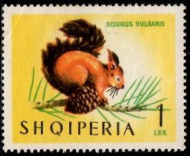 Red Squirrel (Sciurus vulgaris)