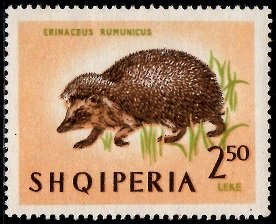 European Hedgehog (Erinaceus europaeus)