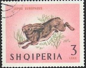 European Hare (Lepus europaeus)
