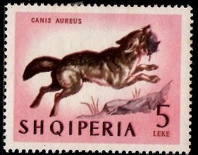 Golden Jackal (Canis aureus)