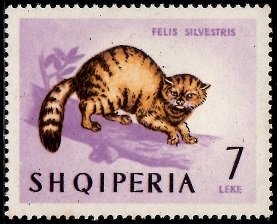 Wildcat (Felis silvestris)
