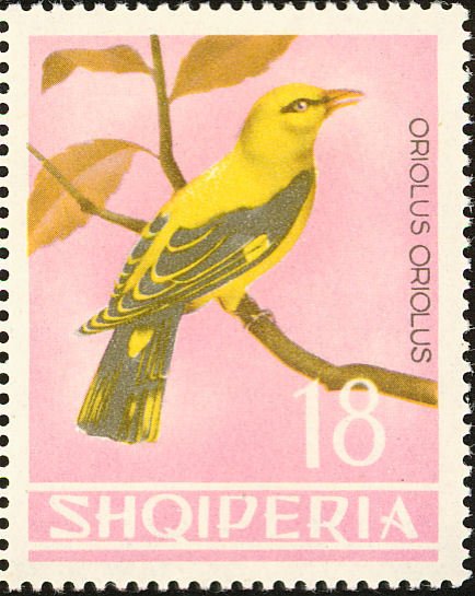 Oriole (Oriolus oriolus)