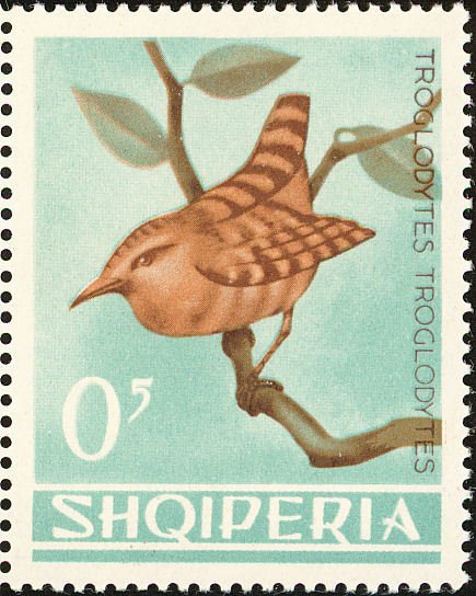 Wren (Troglodytes troglodytes)