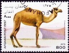 Dromedary (Camelus dromedarius)