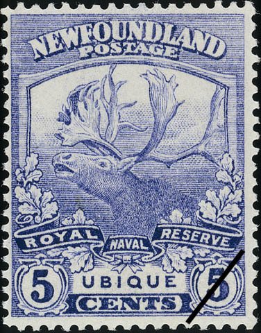 Reindeer / Caribou (Rangifer tarandus)
